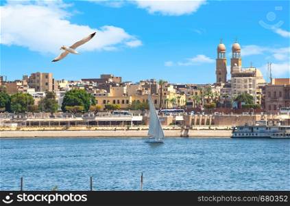 Seagull fliying over river Nile in Luxor, view of city and sailboats. Seagull over Nile in Luxor