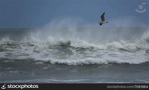 Seagull fly along a stormy beach