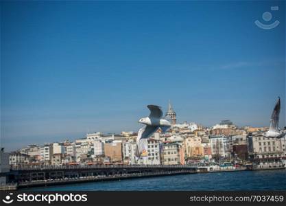 Seagull fly in sky over the sea in Istanbul in the urban environment