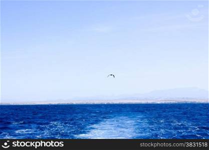 Seagull flying after the ship. Sea Blue Water background.