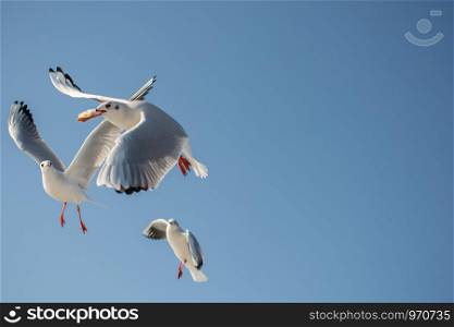 Seagull flying in a blue sky as a background