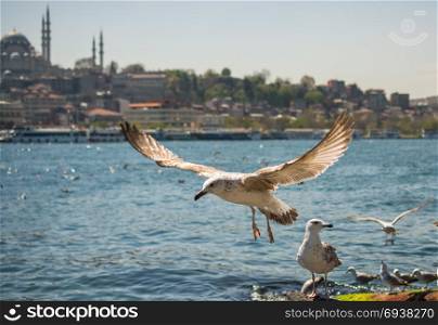 Seagull flying in a sky with a mosque at the background