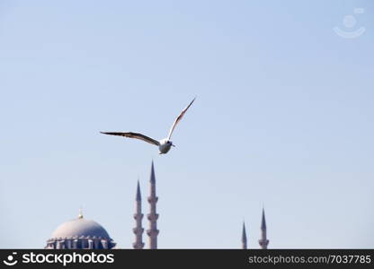 Seagull flying in a sky with a mosque at the background