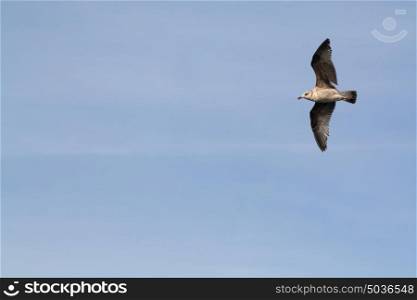 Seagull flying in blue afternoon sky with wings open