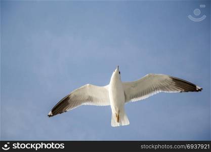 Seagull flying in blue sky over the sea waters