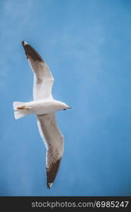 Seagull flying in blue sky over the sea waters