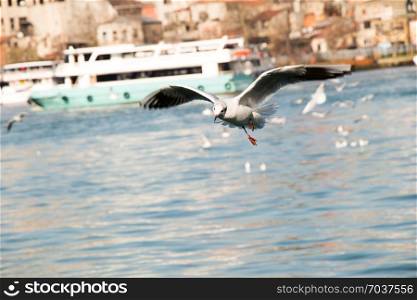 Seagull flying in sky over the sea in Istanbul in the urban environment