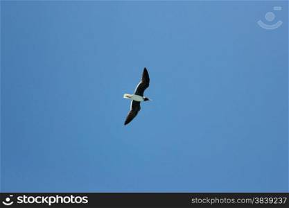 Seagull Flying in The Blue Sky. Blue Sky Background.. Seagull Flying in The Blue Sky.