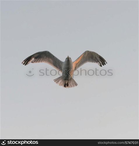 Seagull flying in the sky, Kenora, Lake of The Woods, Ontario, Canada