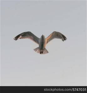 Seagull flying in the sky, Kenora, Lake of The Woods, Ontario, Canada