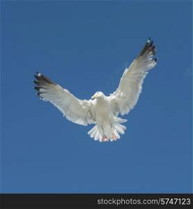 Seagull flying in the sky, Lake of The Woods, Ontario, Canada