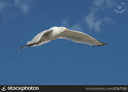 Seagull flying in the sky, Lake of The Woods, Ontario, Canada