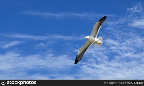 Seagull flying in the sky of Stavanger, Norway