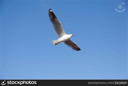 Seagull flying in the sky. Seagull foraging and migration.