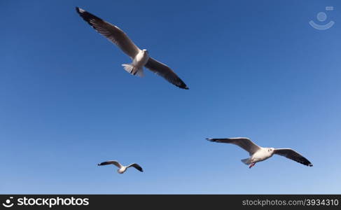 Seagull flying in the sky. Seagull foraging and migration.