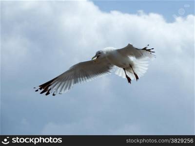 seagull flying in the sky with clouds as background