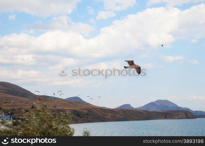 seagull flying on a background of sky and water, together with gliders