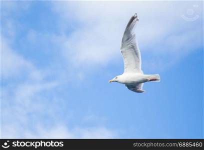 Seagull flying on a fjord in Norway