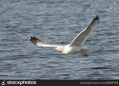 Seagull flying over a lake, Lake of The Woods, Ontario, Canada