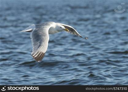 Seagull flying over a lake, Lake of The Woods, Ontario, Canada
