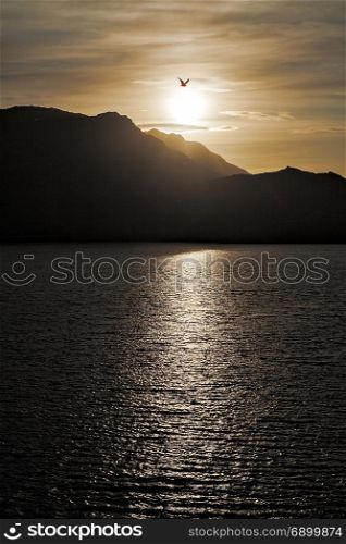 Seagull flying over the sea in backlit at sunset with mountains on background. Seagull flying over the sea in backlit