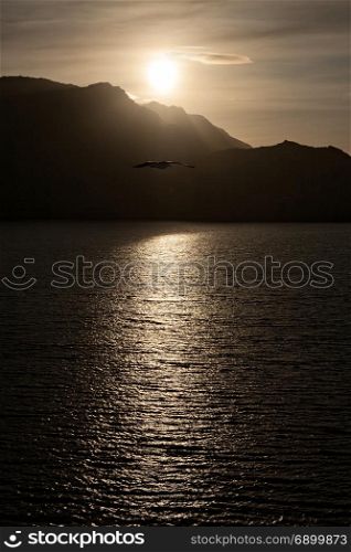 Seagull flying over the sea in backlit with mountains on background at sunset. Seagull flying over the sea in backlit