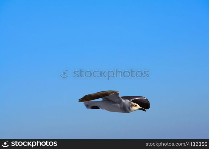 Seagull flying over the sky