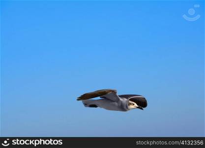 Seagull flying over the sky