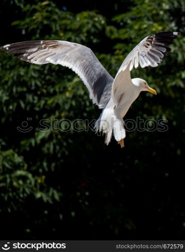 Seagull flying over the trees in the garden