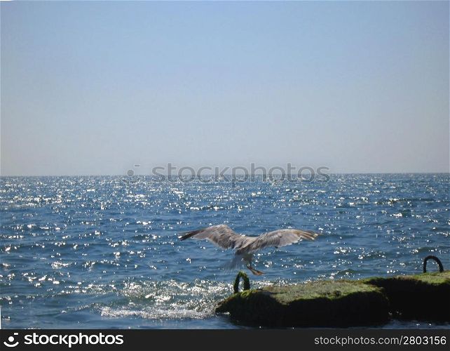 Seagull flying over wide sea. Summertime landscape