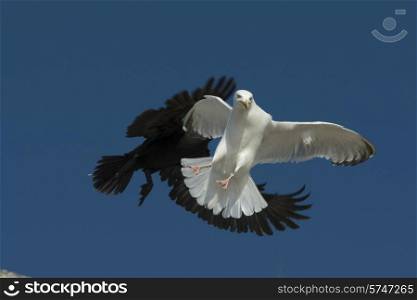 Seagull flying with a black bird in the background, Lake of The Woods, Ontario, Canada