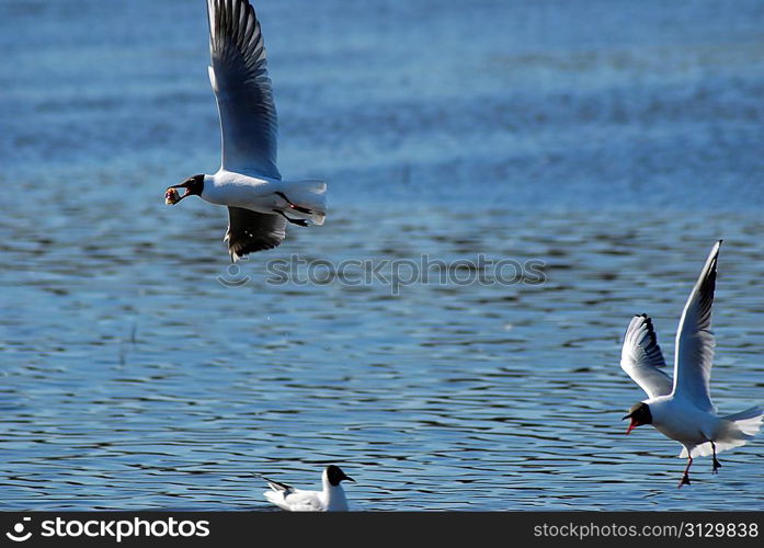 seagull flying with food in it&acute;s beak