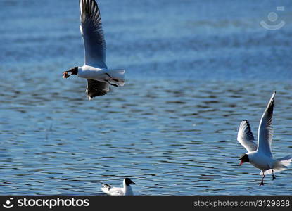 seagull flying with food in it&acute;s beak