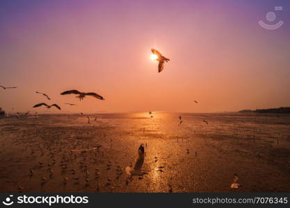 Seagull flying with sunset on the sea at Bangpu, Thailand