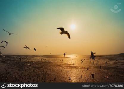 Seagull flying with sunset on the sea at Bangpu, Thailand