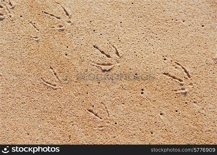 Seagull footprint on the sand, summer beach, closeup&#xA;