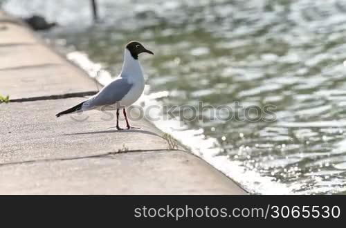 Seagull gracefully poses for a photo