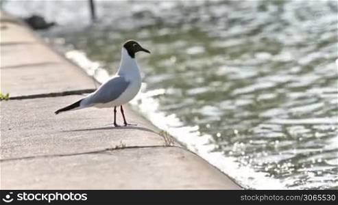 Seagull gracefully poses for a photo