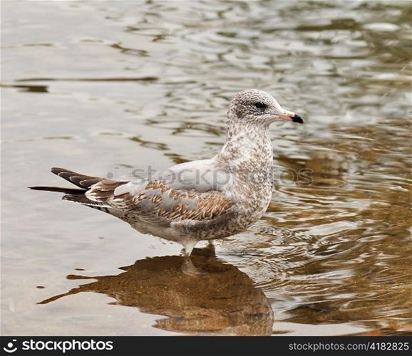 seagull in a lake