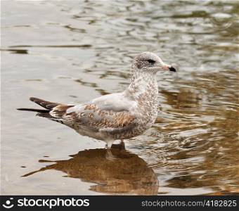 seagull in a lake