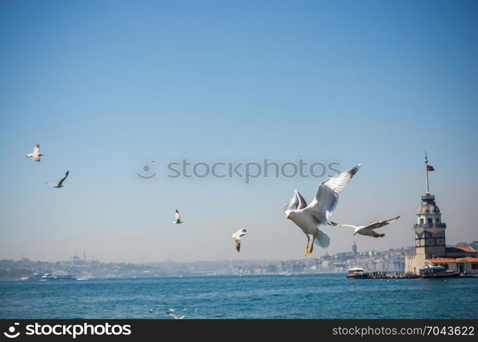 Seagull in a sky with a Maiden`s tower at the back