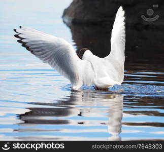 seagull in flight