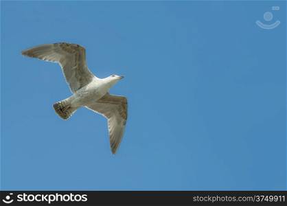 seagull in flight in a clear blue sky with text space