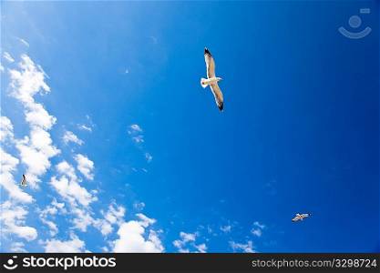 Seagull in flight over a deep blue sky and white clouds. Freedom concept