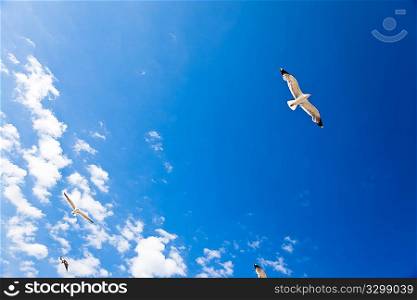 Seagull in flight over a deep blue sky and white clouds. Freedom concept