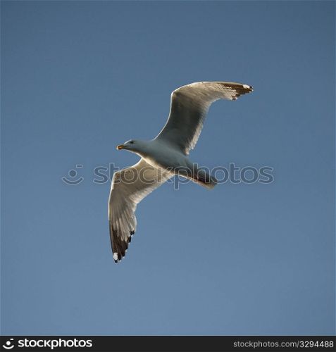Seagull in flight over Lake of the Woods, Ontario