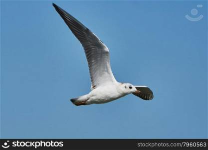 Seagull in flight. Seagull in flight against the blue sky