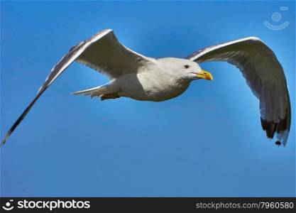 Seagull in flight. Seagull in flight against the blue sky