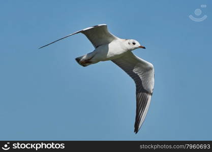 Seagull in flight. Seagull in flight against the blue sky