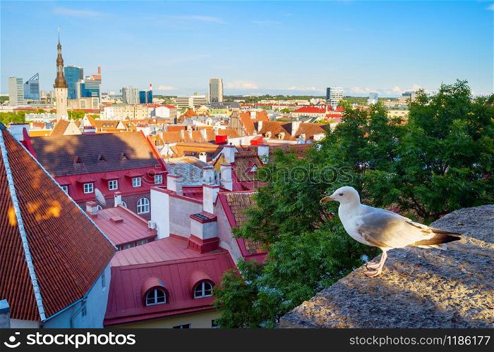 Seagull in front of an Old Town of Tallinn, Estonia